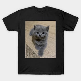 the blue cute cats T-Shirt